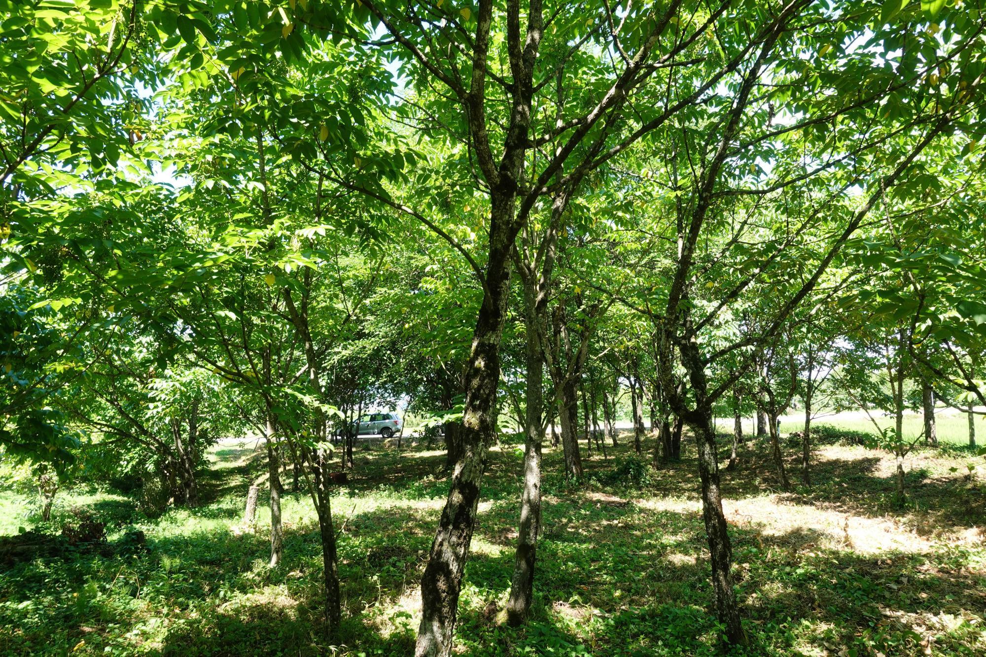 和合亮一さんと歩く「おとなの遠足」第3回　漆の木、植栽地の見学