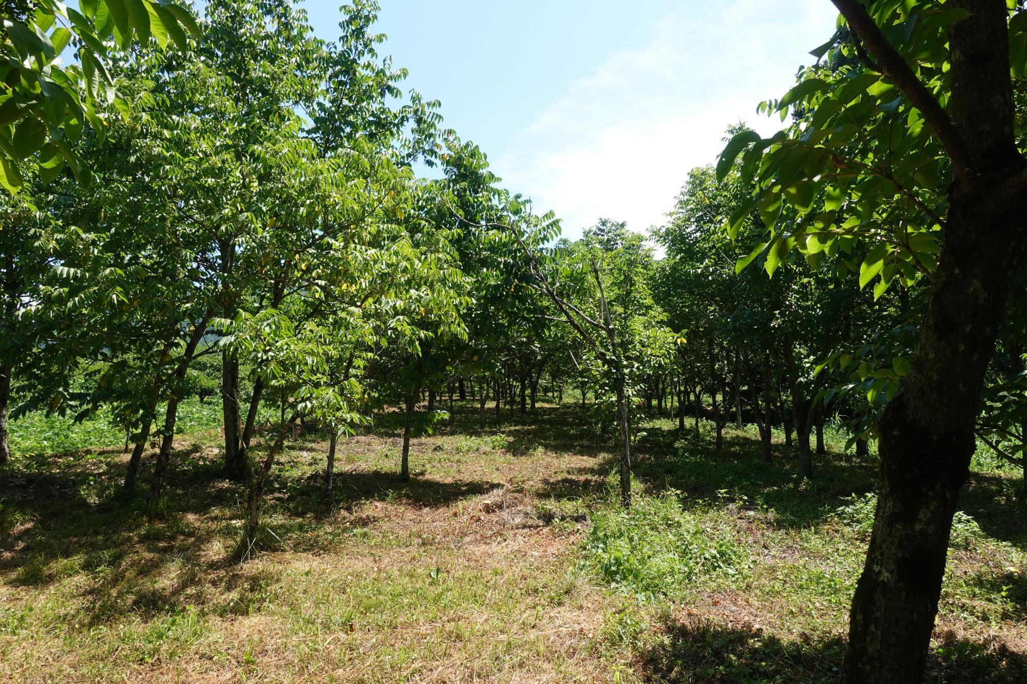 和合亮一さんと歩く「おとなの遠足」第3回　漆の木、植栽地の見学