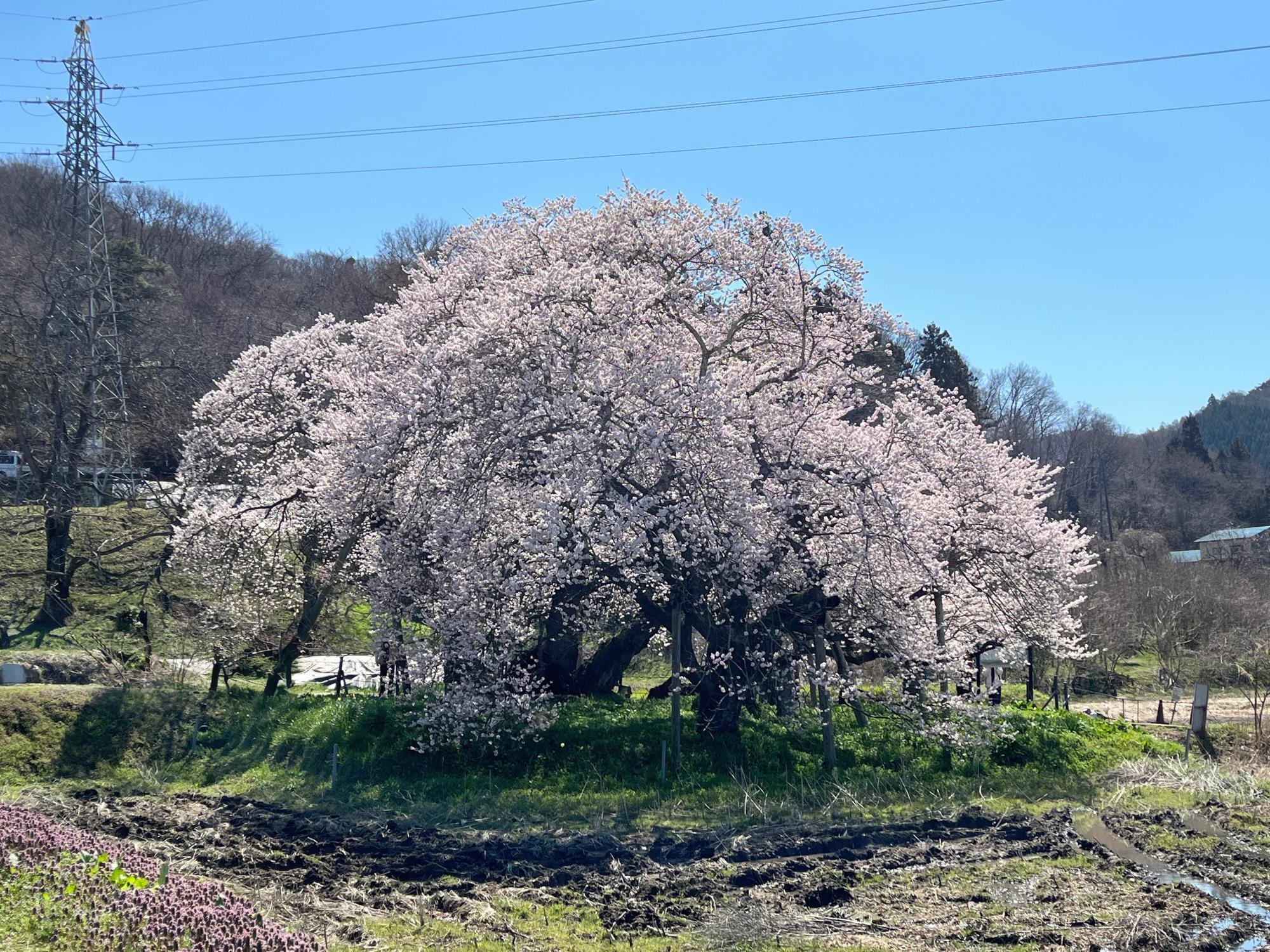 石部桜