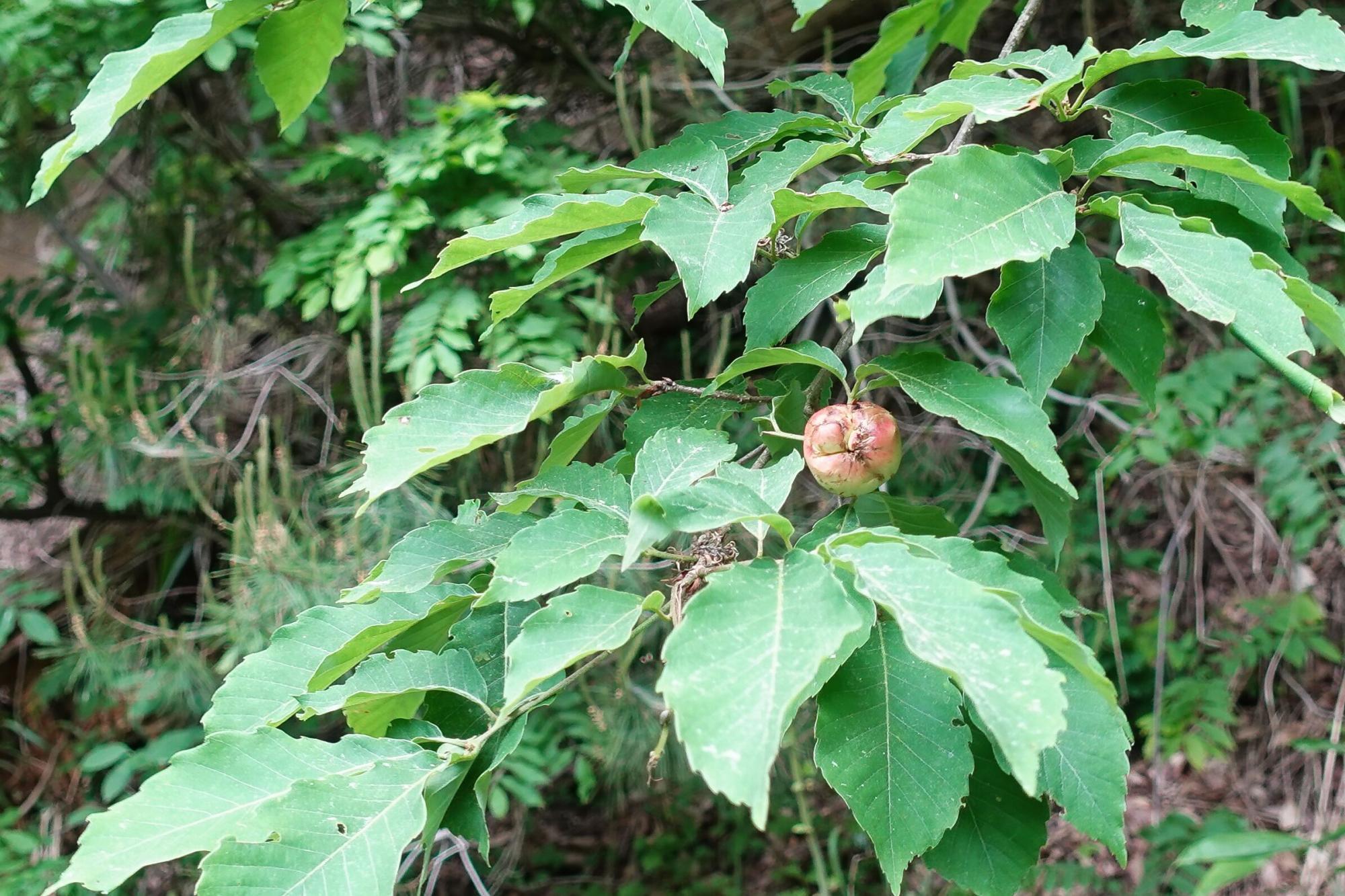 和合亮一さんと歩く「おとなの遠足」第2回 青木山の自然