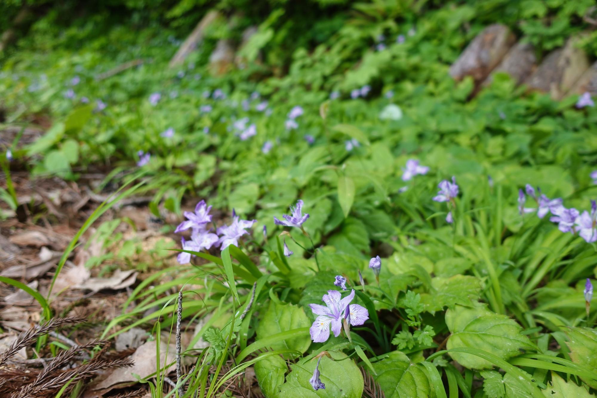 和合亮一さんと歩く「おとなの遠足」第2回 青木山の自然