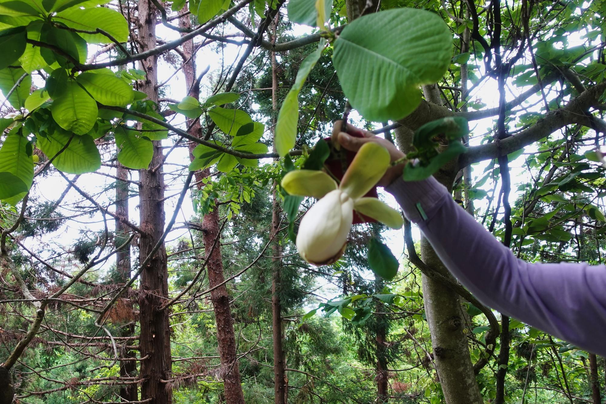 和合亮一さんと歩く「おとなの遠足」第2回 青木山の自然