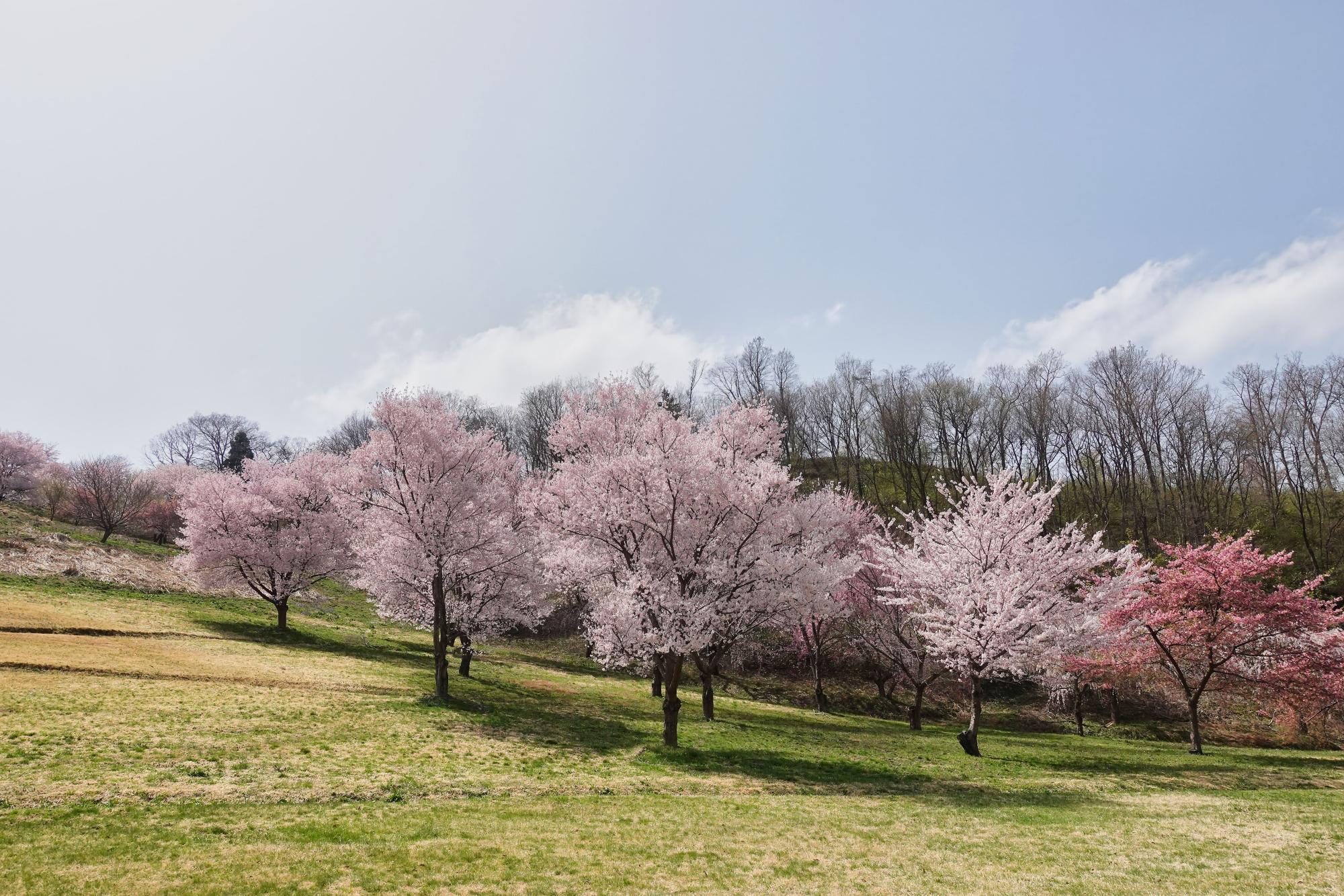会津若松市 子どもの森