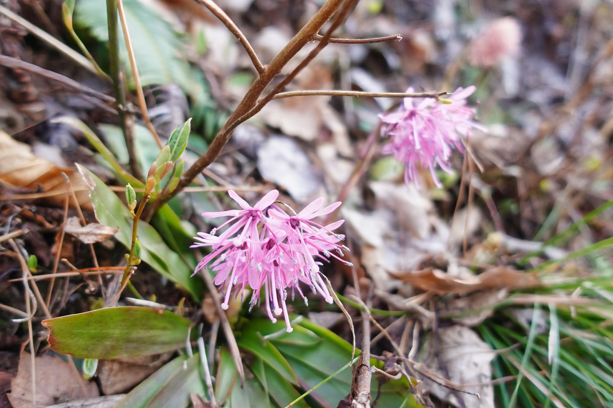 小田山 下山 ショウジョウバカマ