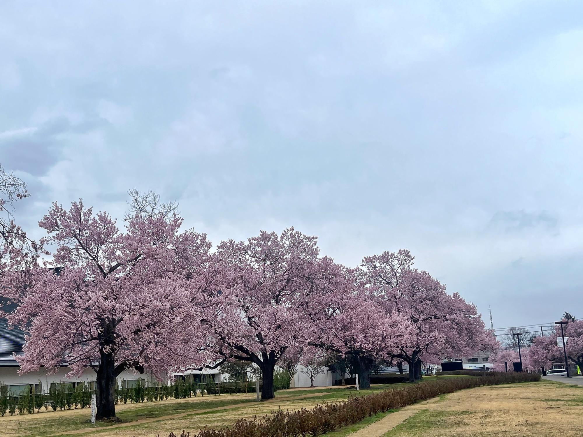 会津若松市 県立博物館の 2025年4月13日