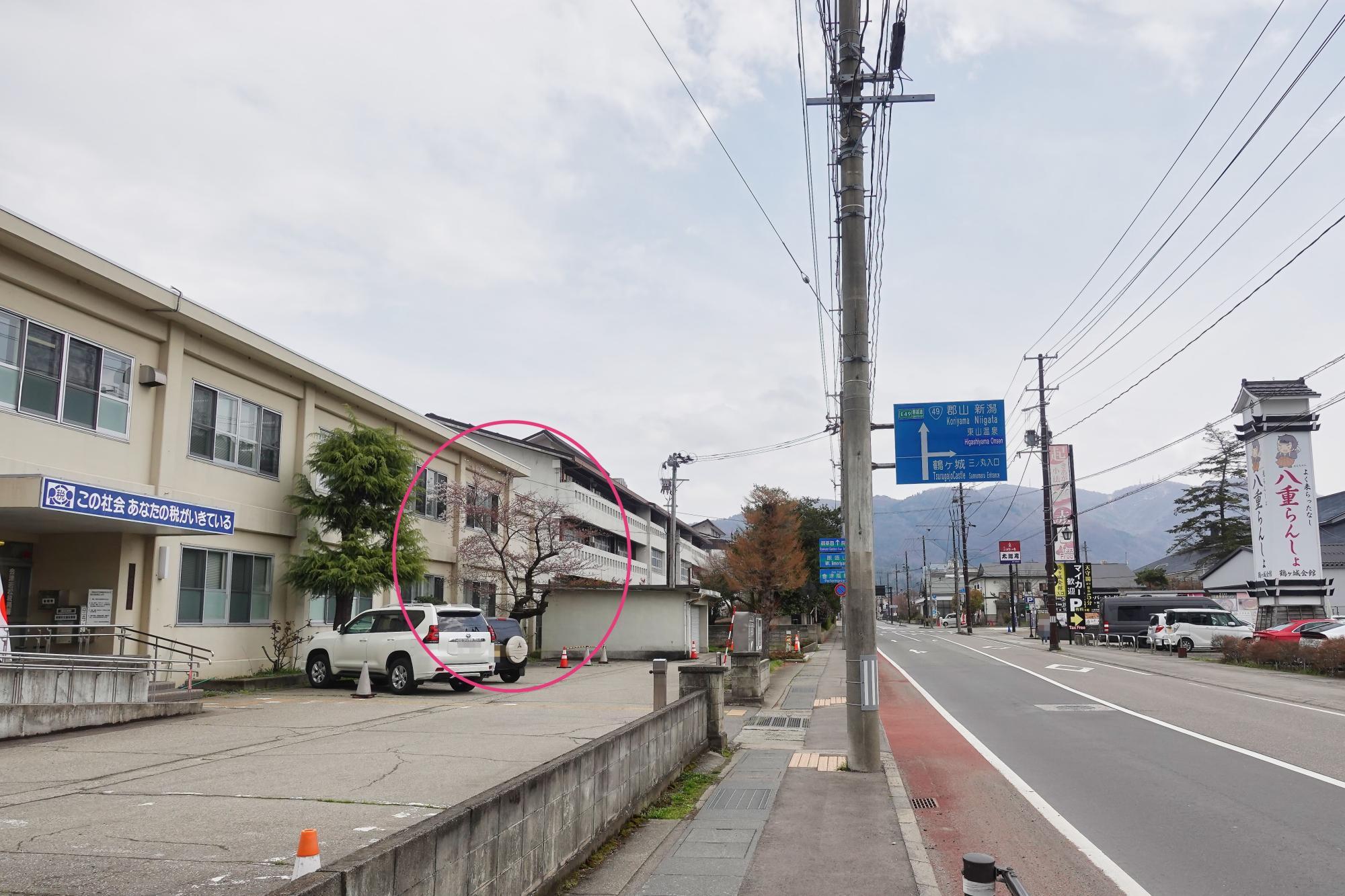 会津若松税務署の桜