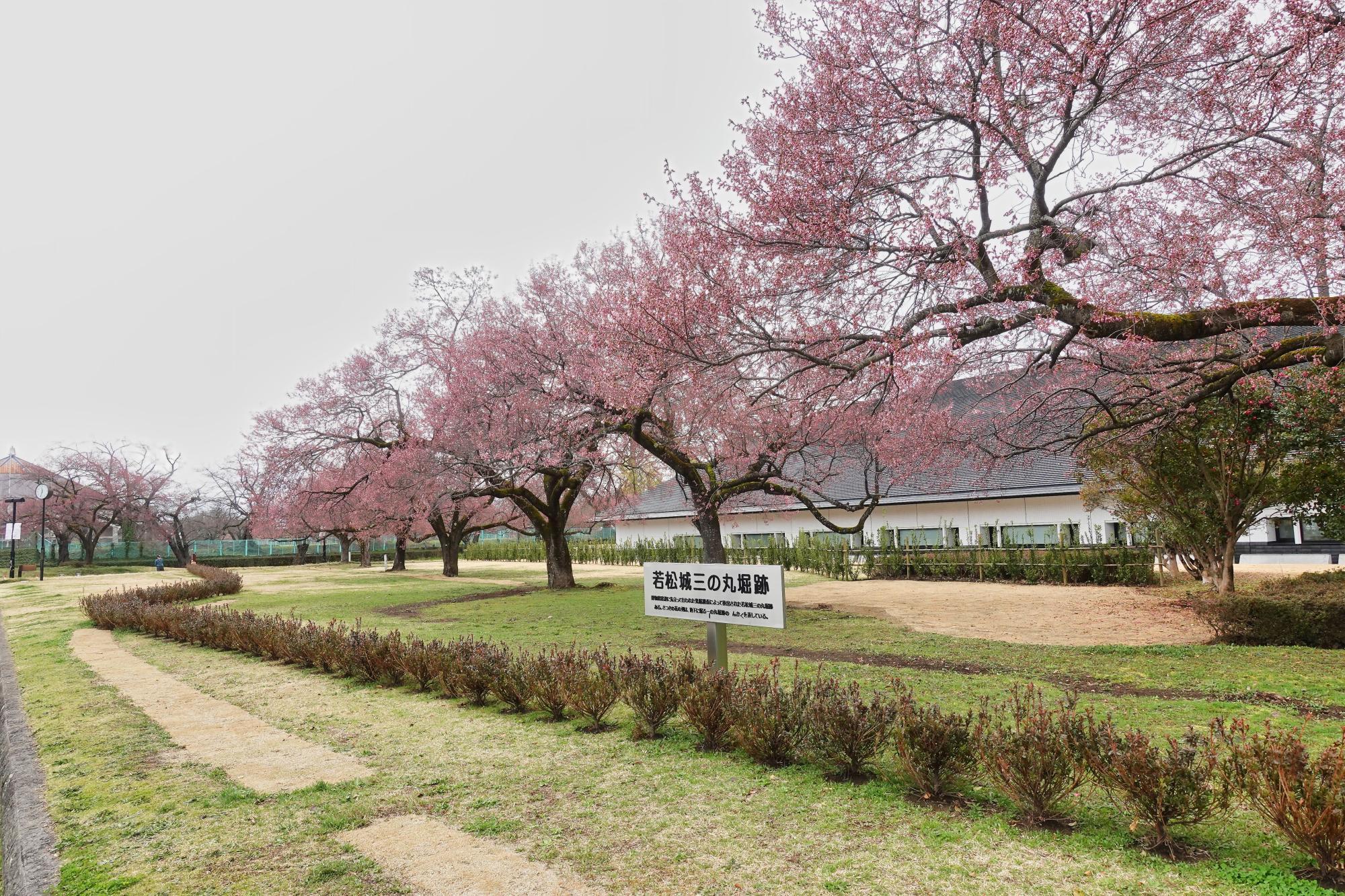 若松城三の丸堀跡の桜