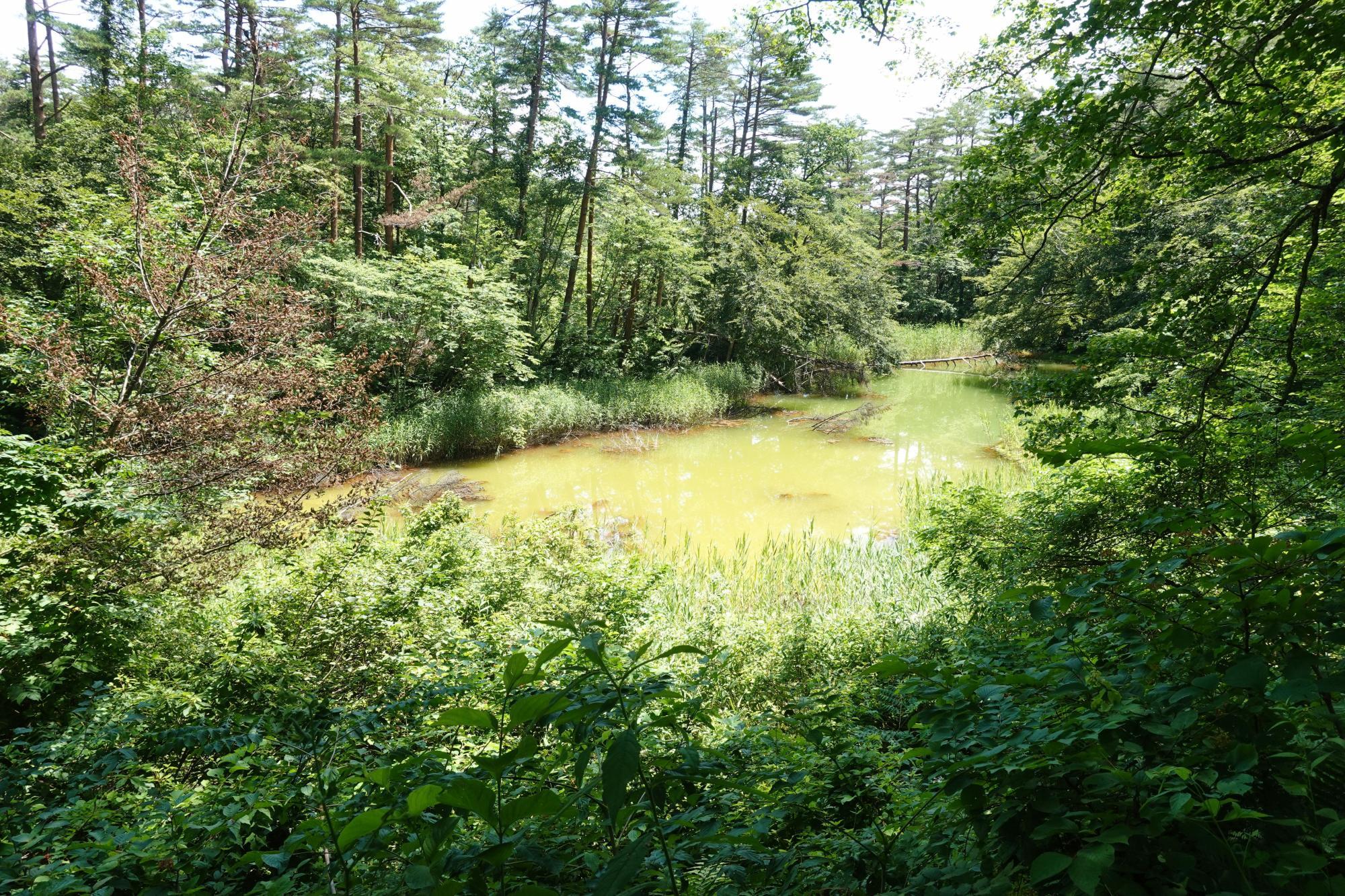 五色沼自然探勝路 赤沼
