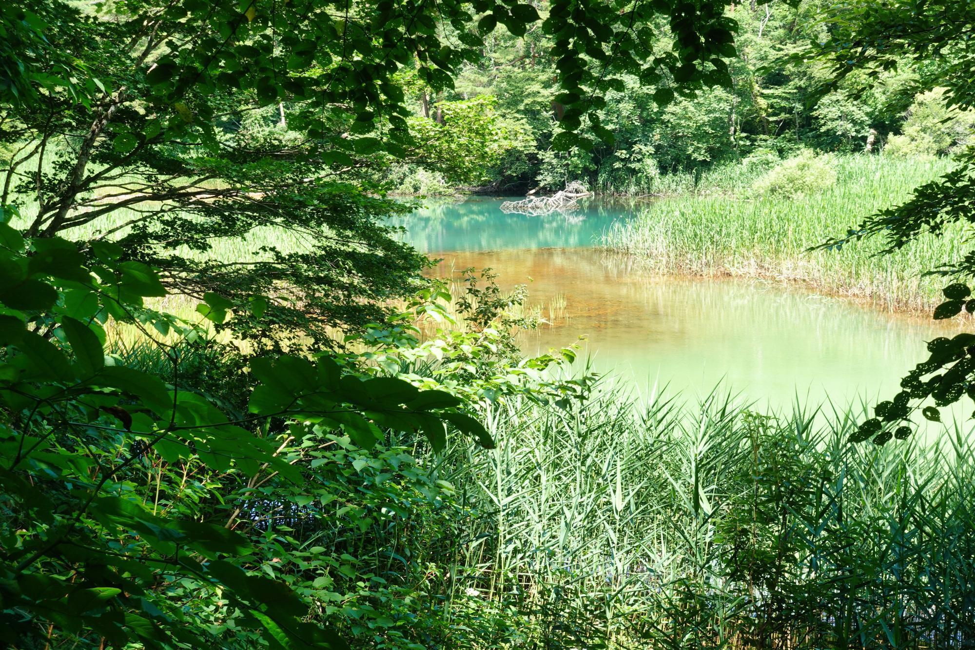 五色沼自然探勝路 みどろ沼