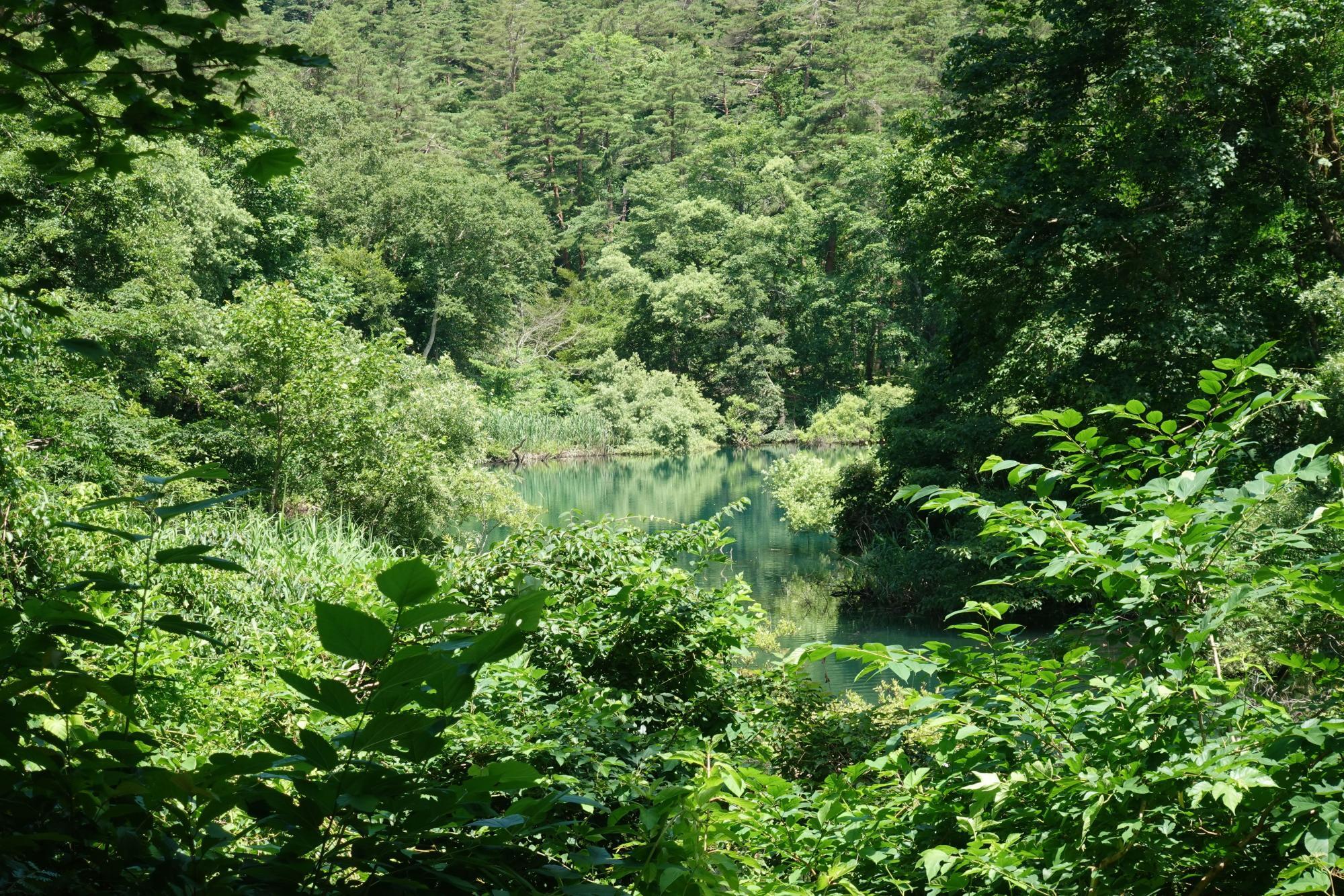 五色沼自然探勝路 竜沼