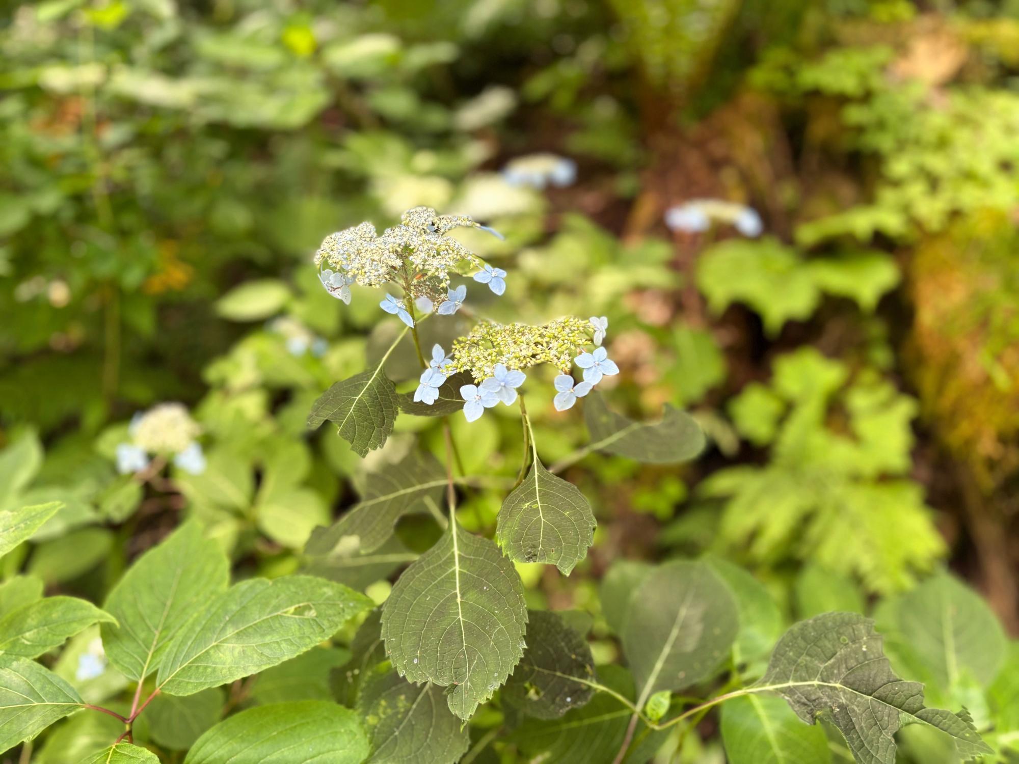 五色沼自然探勝路 ヤマアジサイ（山紫陽花）