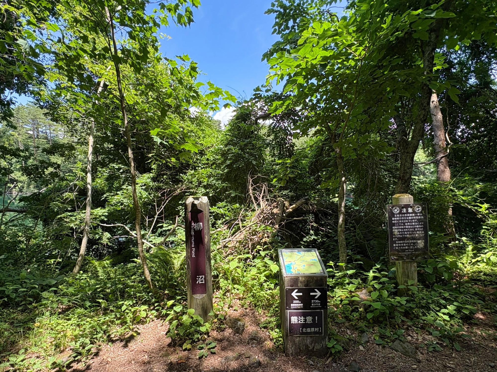 五色沼自然探勝路 柳沼