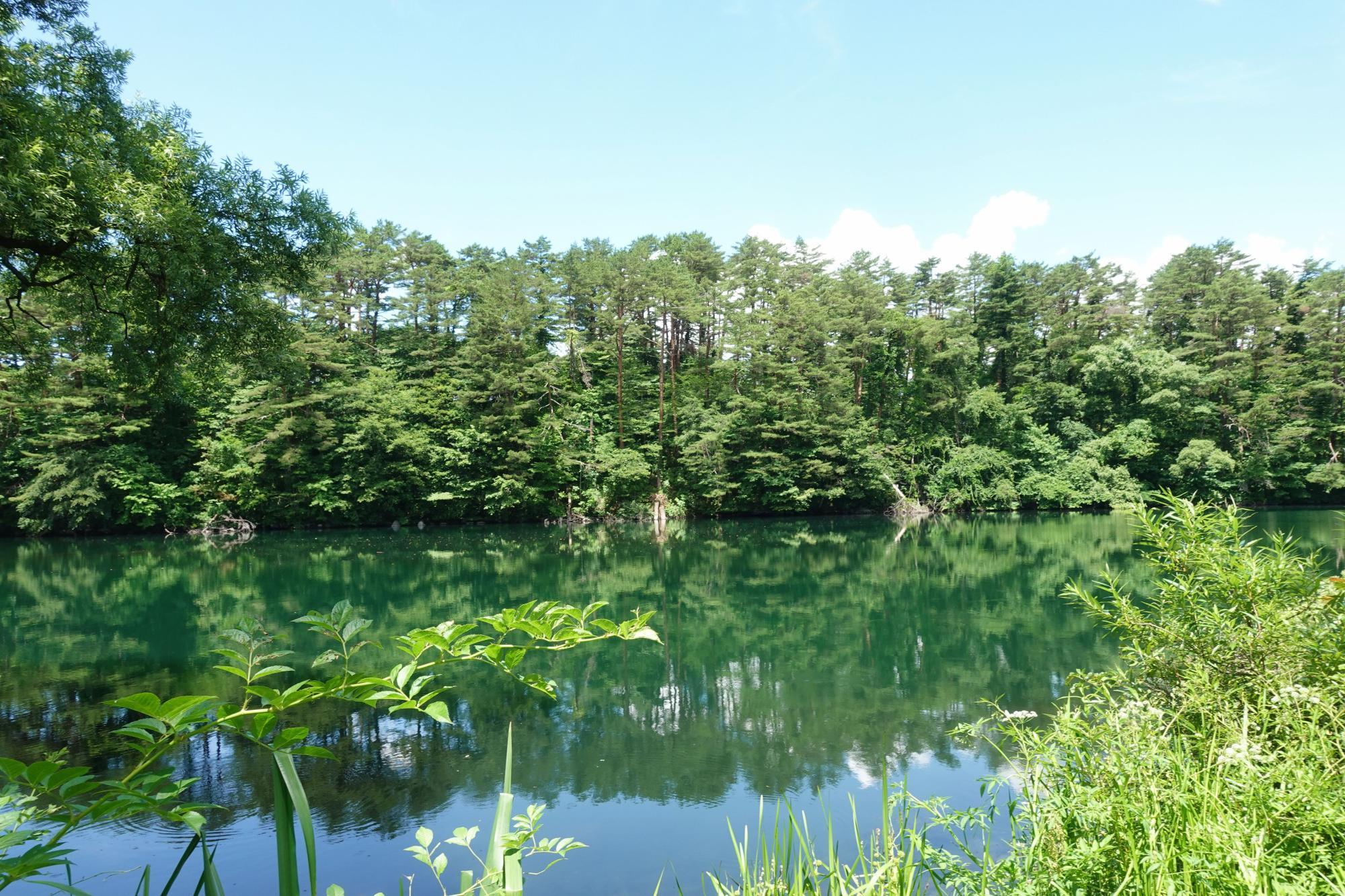 五色沼自然探勝路 柳沼